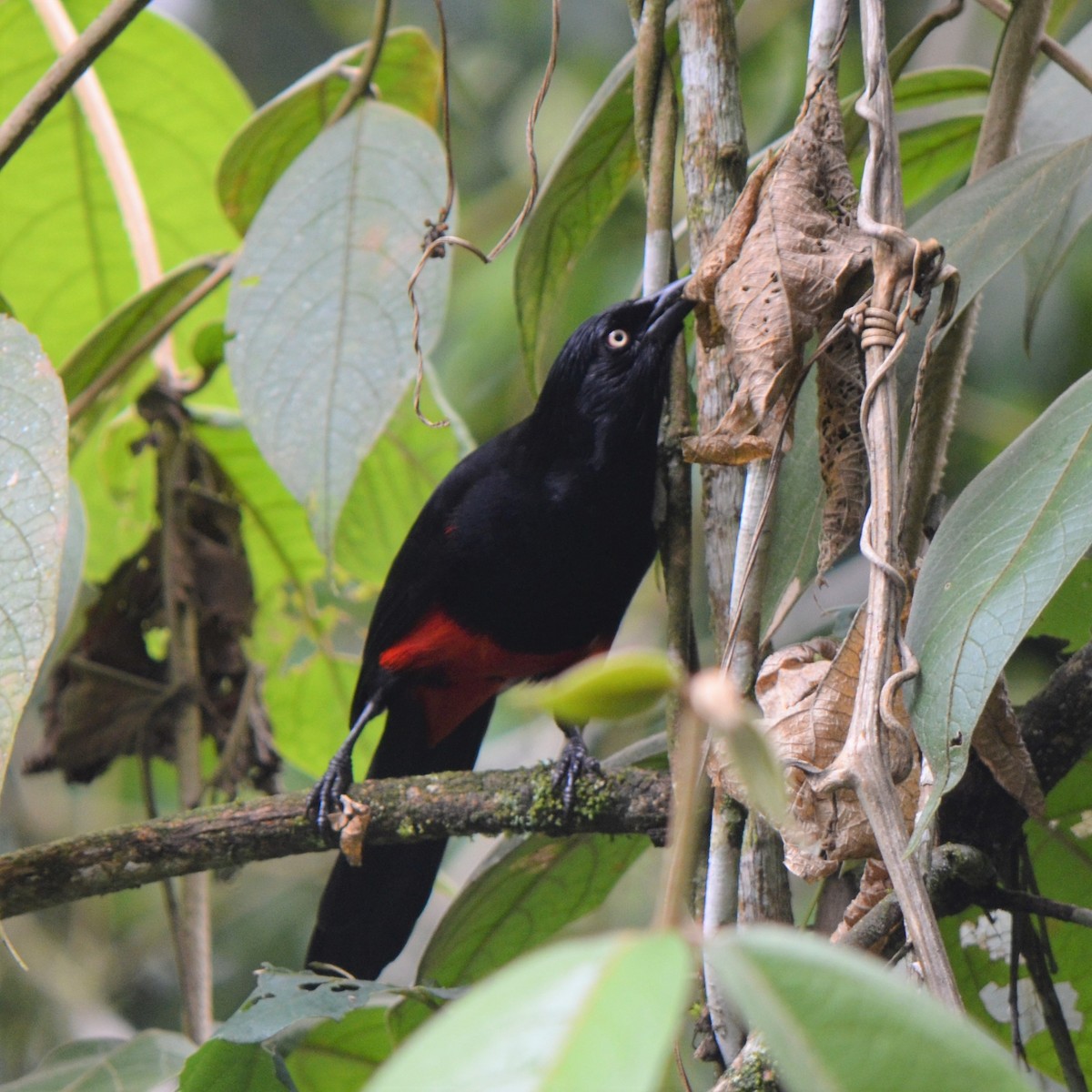 Red-bellied Grackle - ML645488594