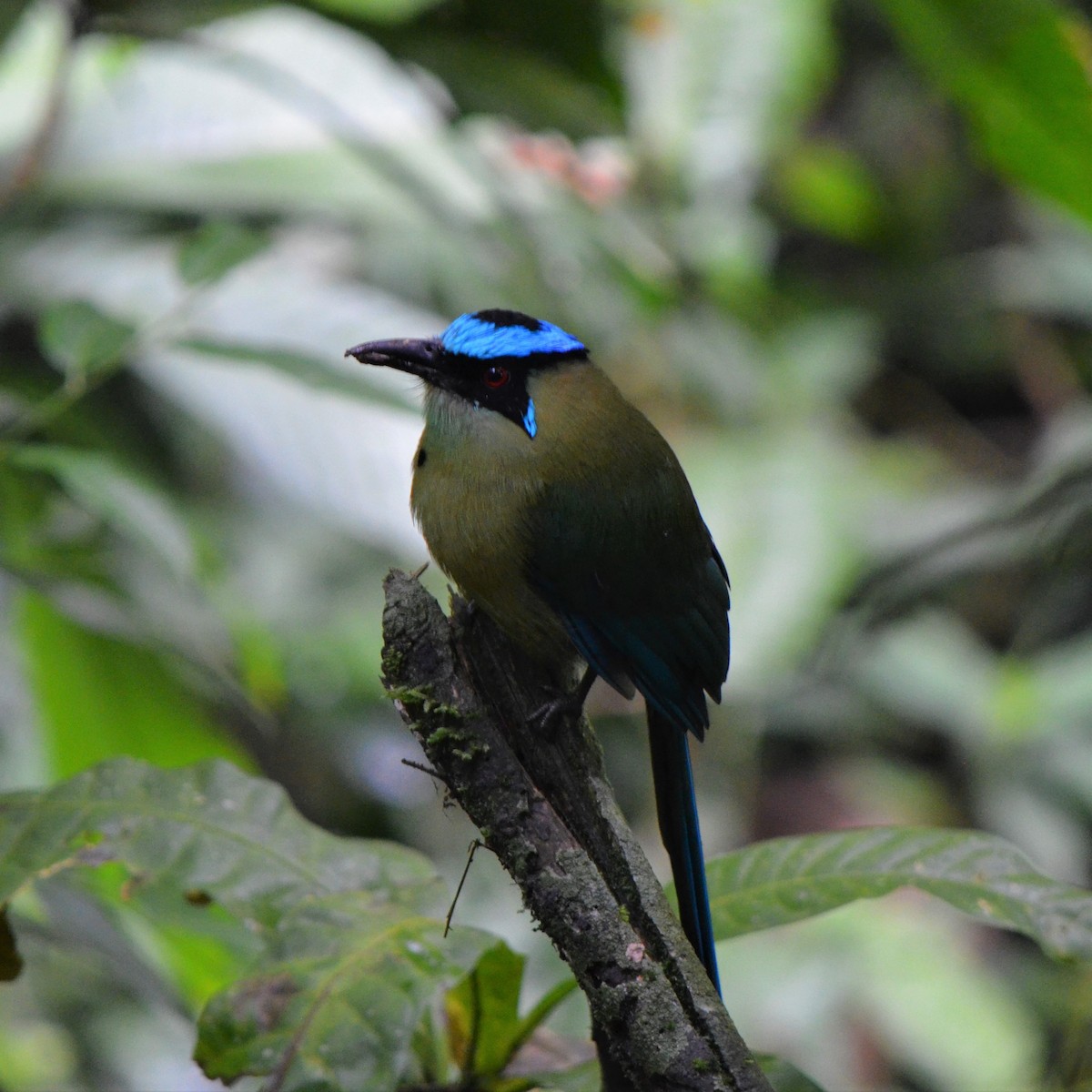 Andean Motmot - ML645488597