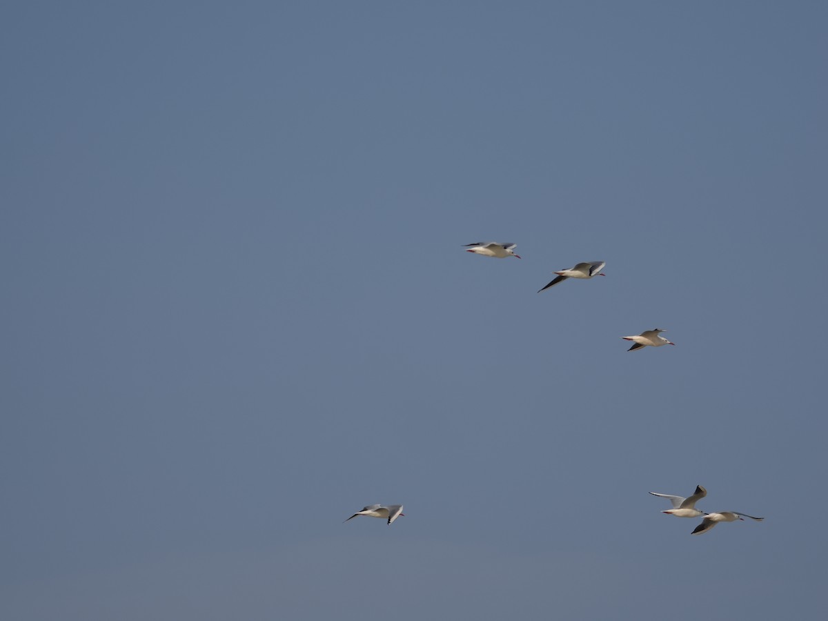 Slender-billed Gull - ML645488601
