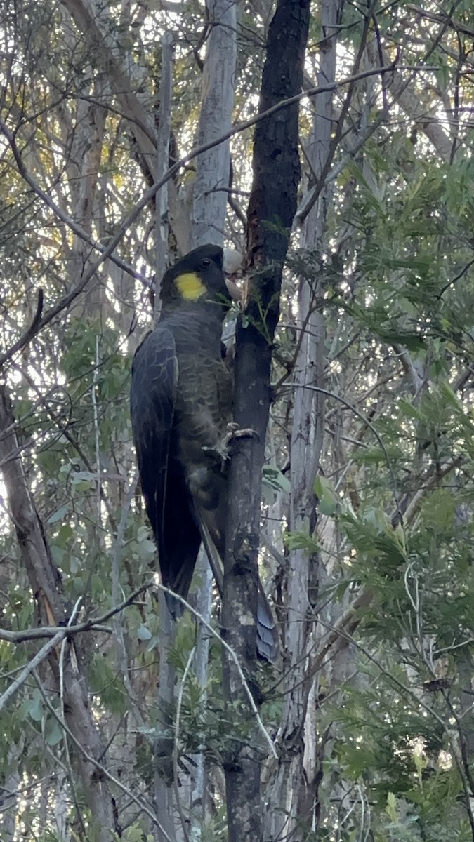 Yellow-tailed Black-Cockatoo - ML645488604