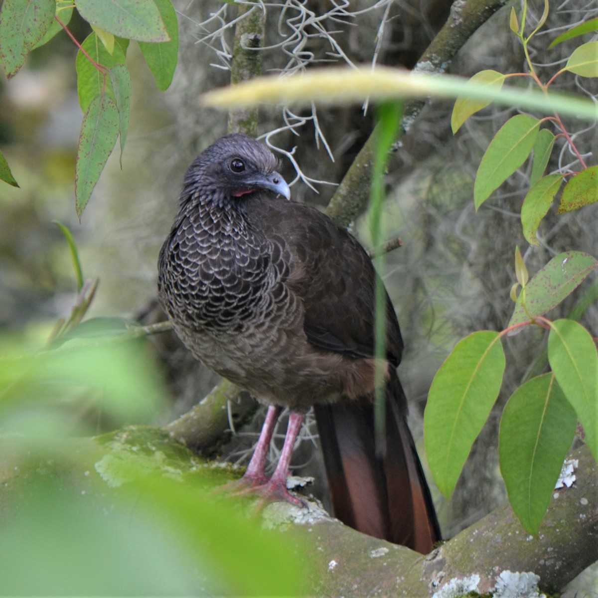 Colombian Chachalaca - ML645488614