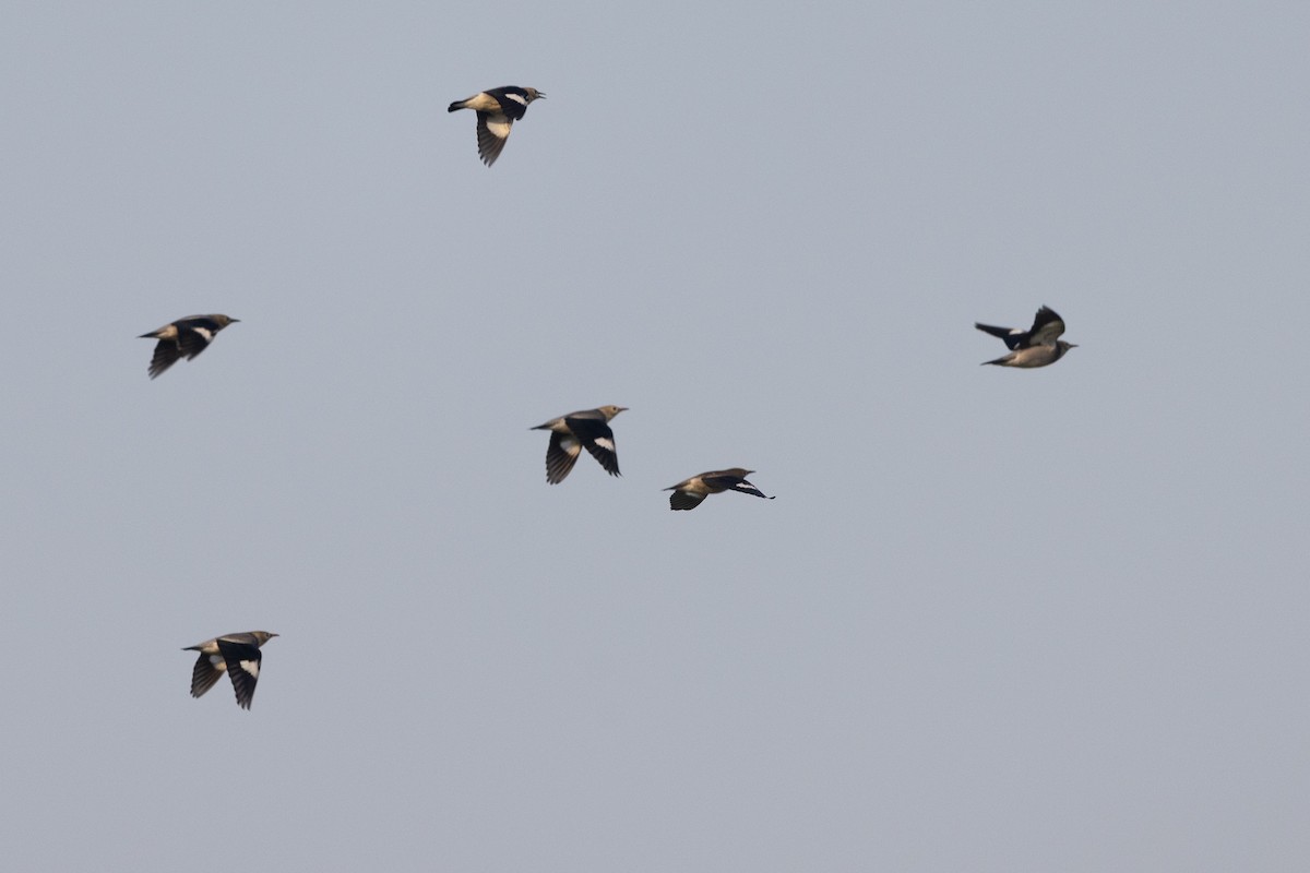 Red-billed Starling - ML645488617
