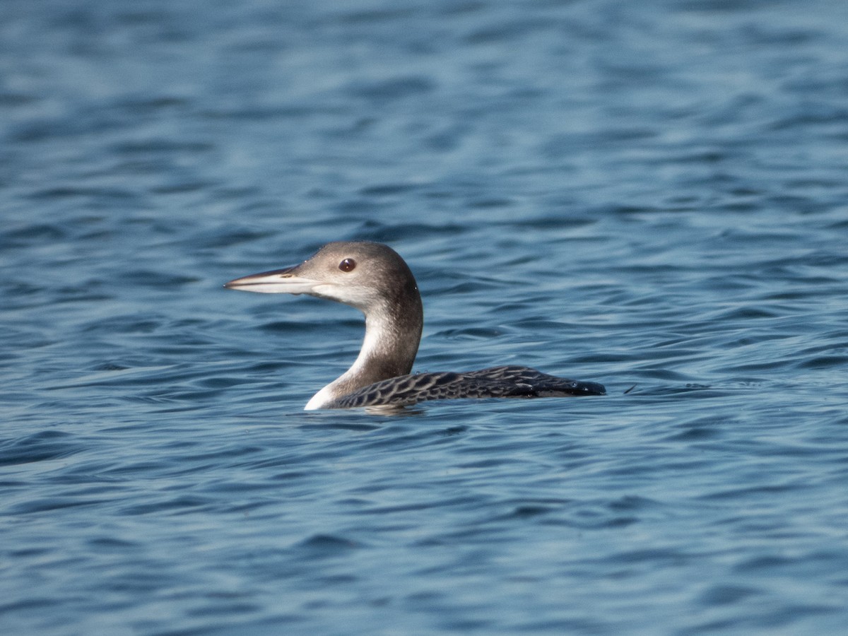 Common Loon - ML645488618