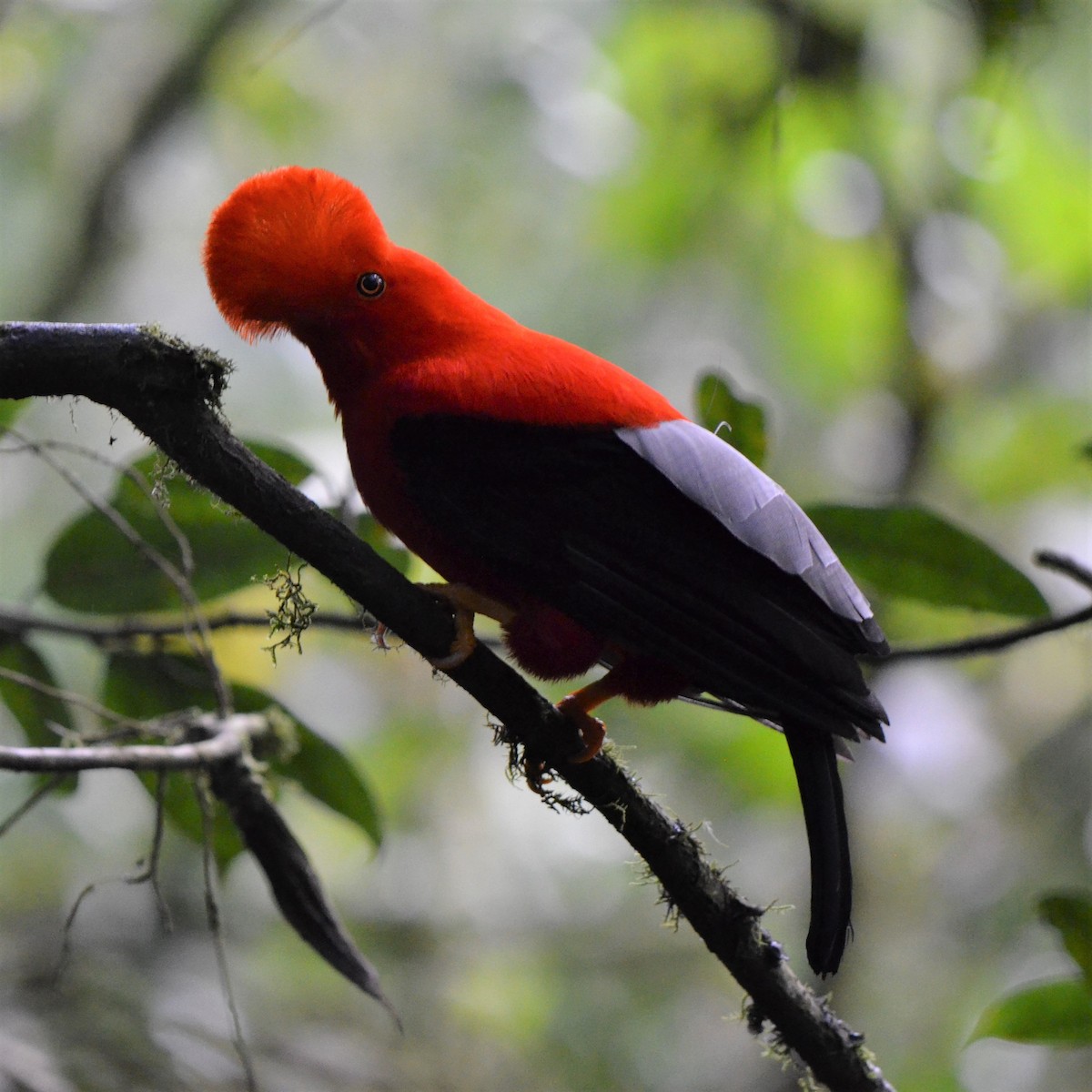 Andean Cock-of-the-rock - ML645488619