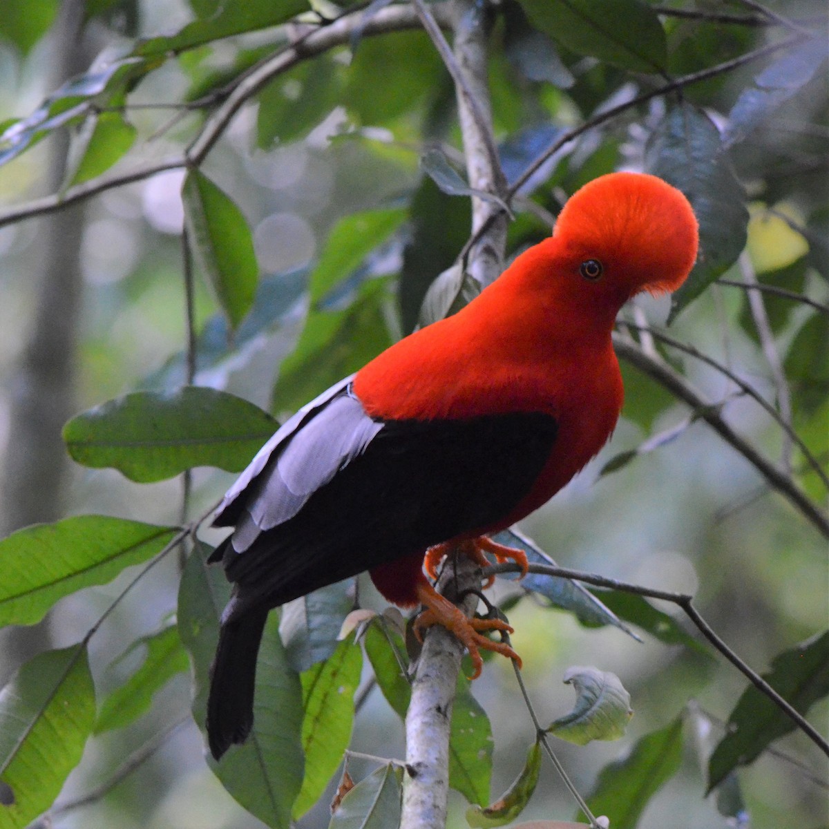 Andean Cock-of-the-rock - ML645488620
