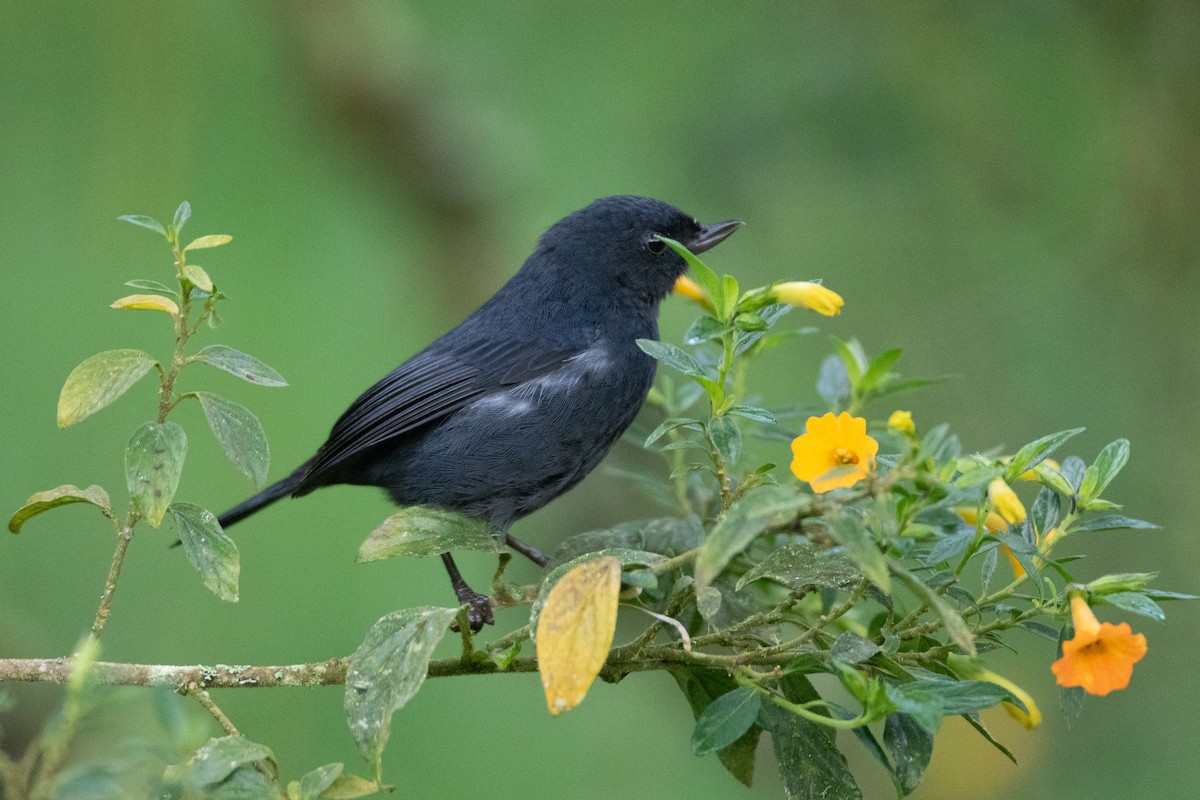 Pinchaflor Flanquiblanco - ML645488621