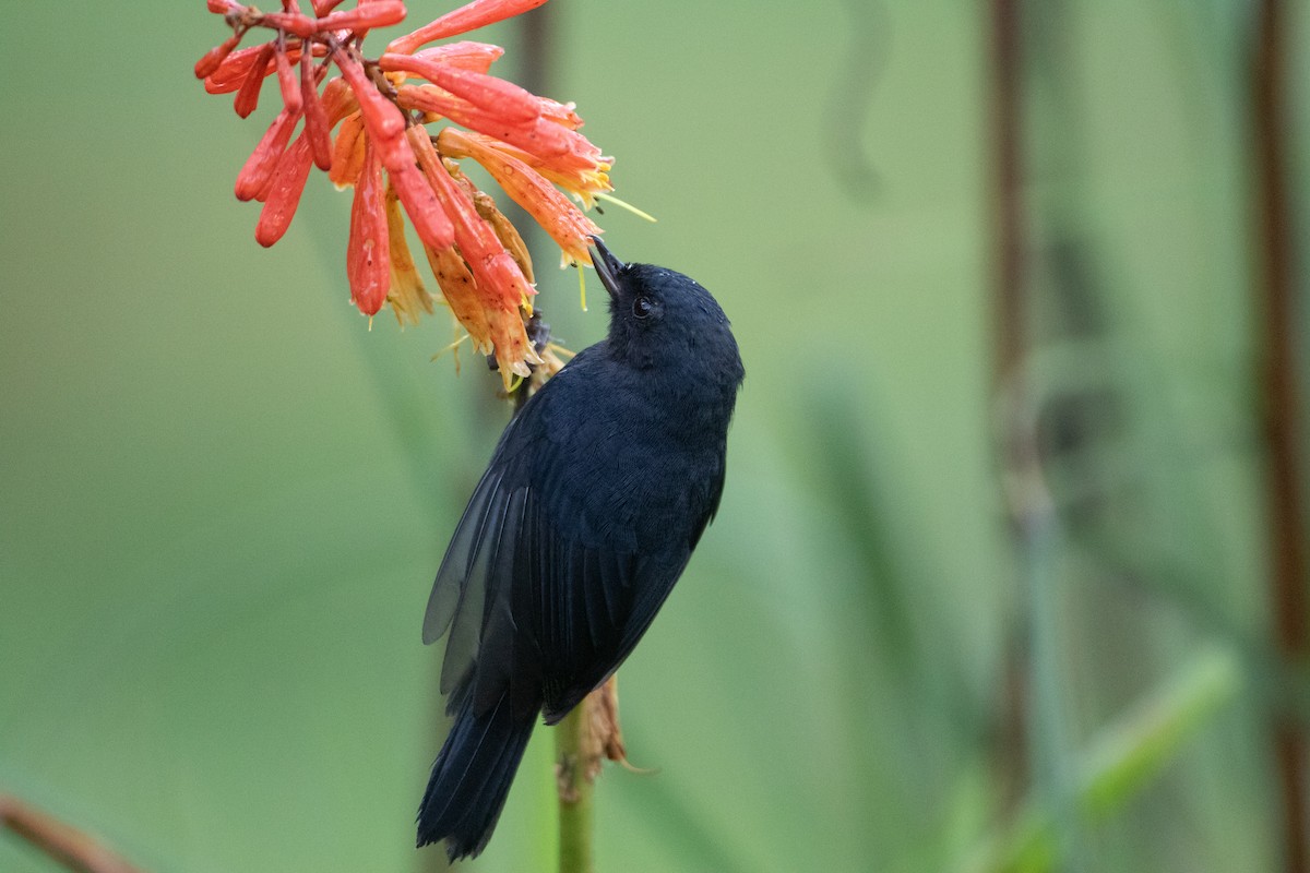 Pinchaflor Flanquiblanco - ML645488622