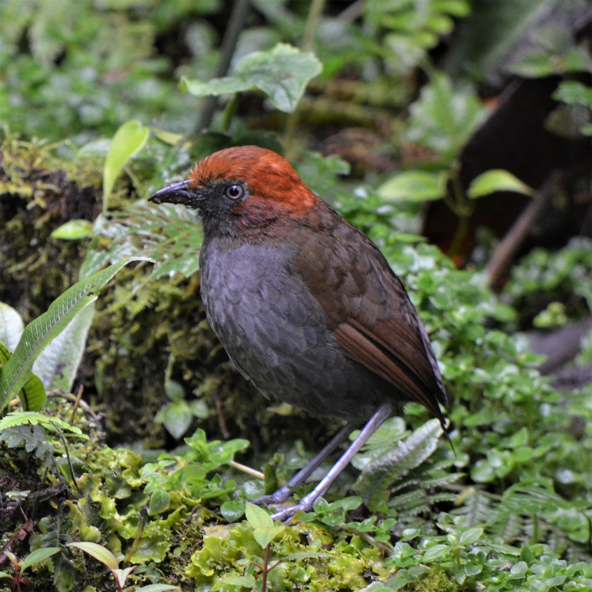 Chestnut-naped Antpitta - ML645488626
