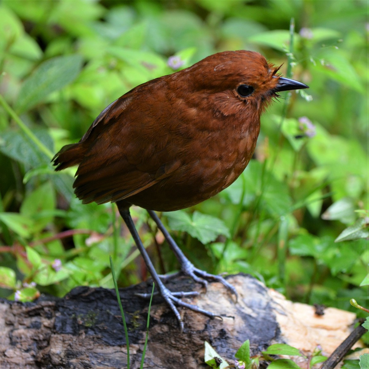 Chami Antpitta - ML645488627