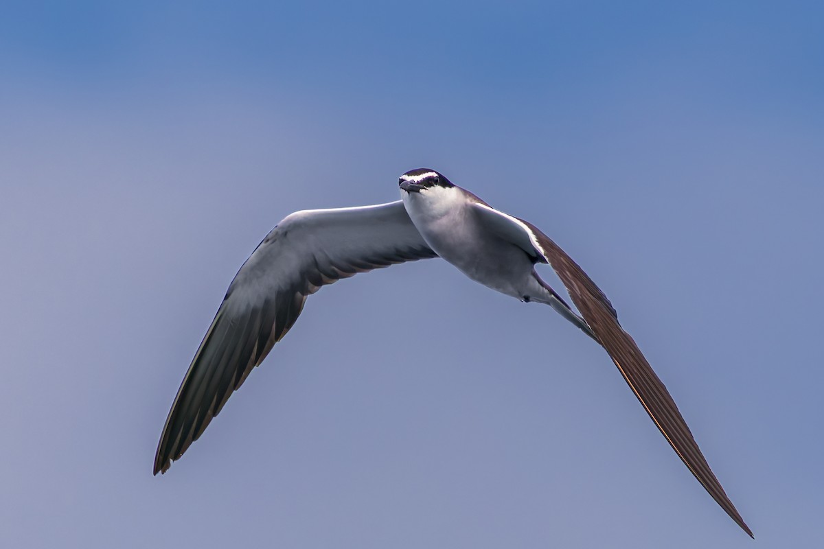 Bridled Tern - ML645488628