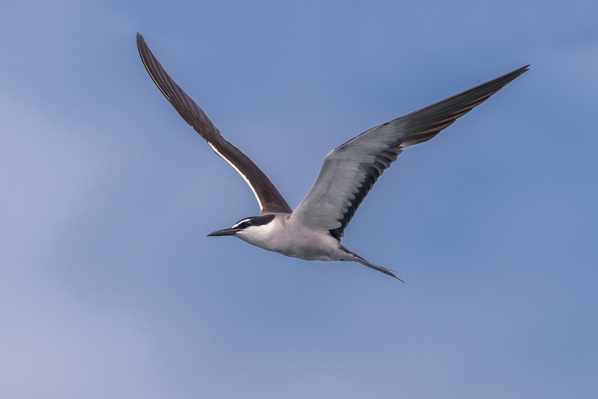 Bridled Tern - ML645488629