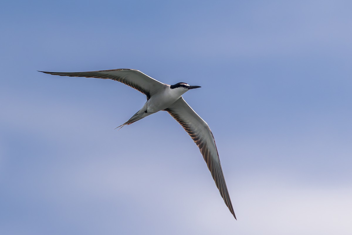 Bridled Tern - ML645488630