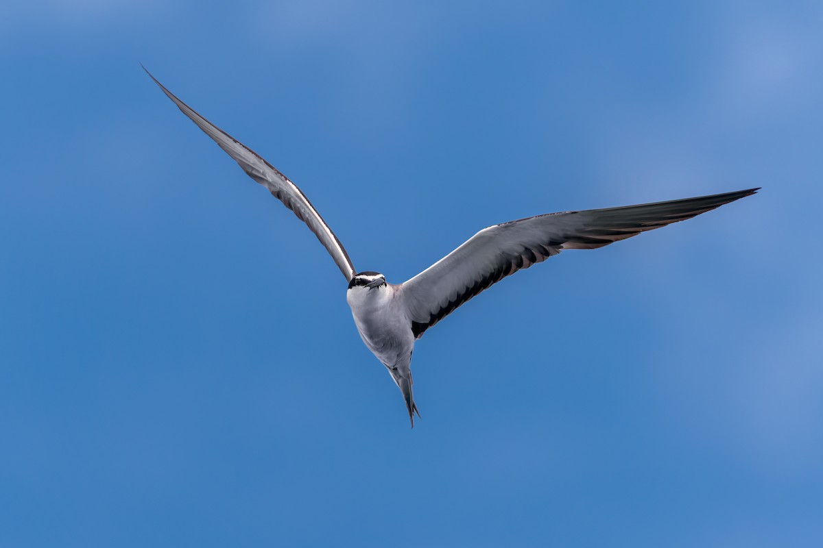 Bridled Tern - ML645488631