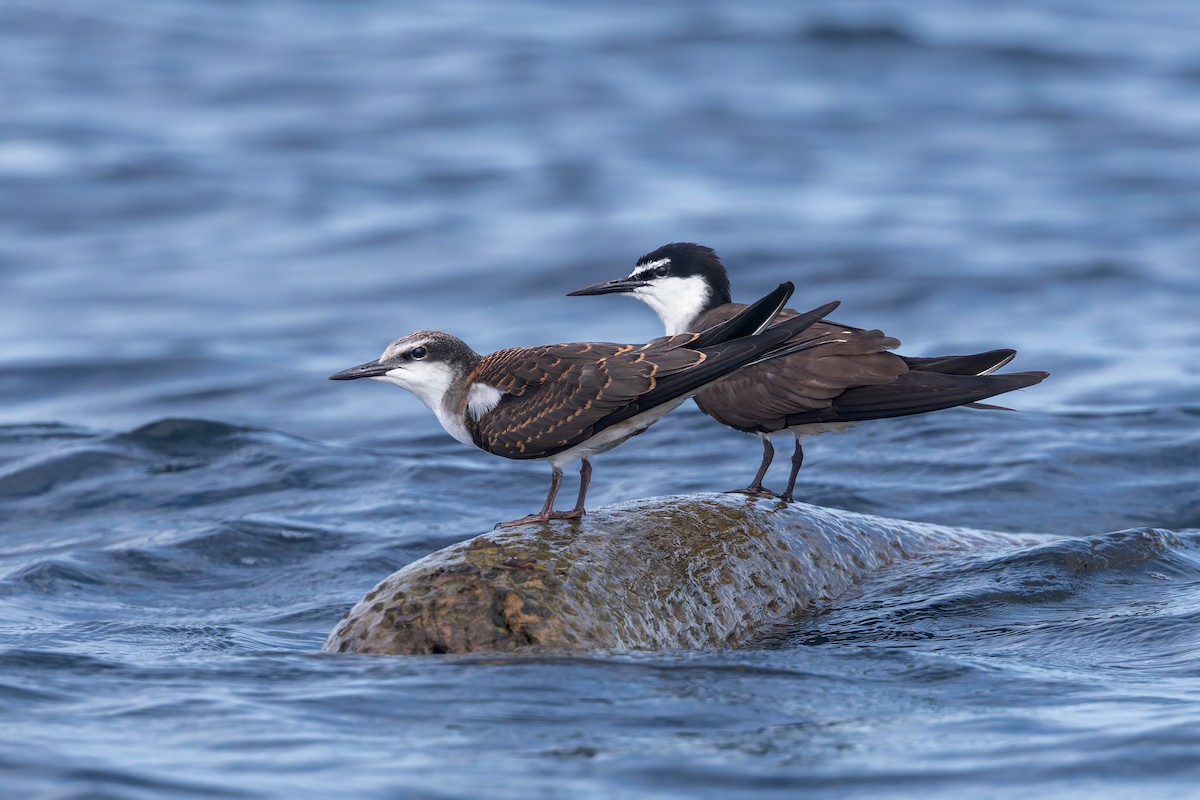 Bridled Tern - ML645488632