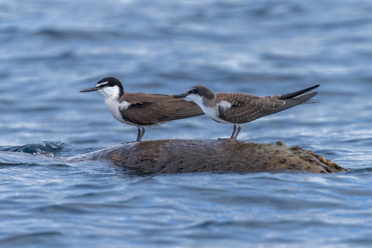 Bridled Tern - ML645488633