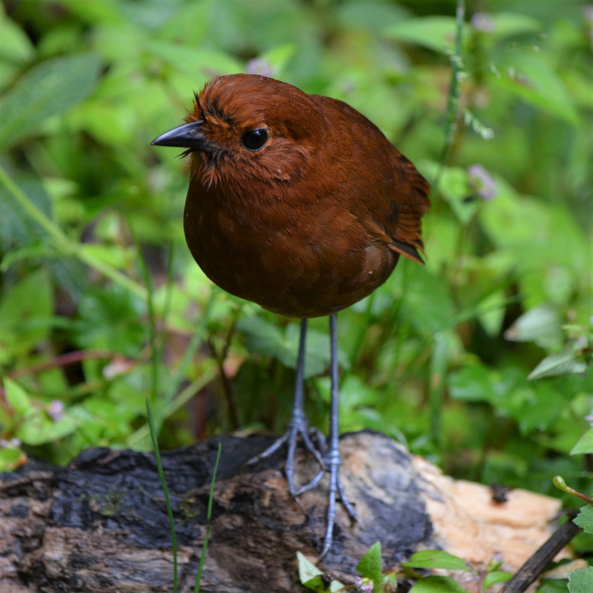 Chami Antpitta - ML645488637