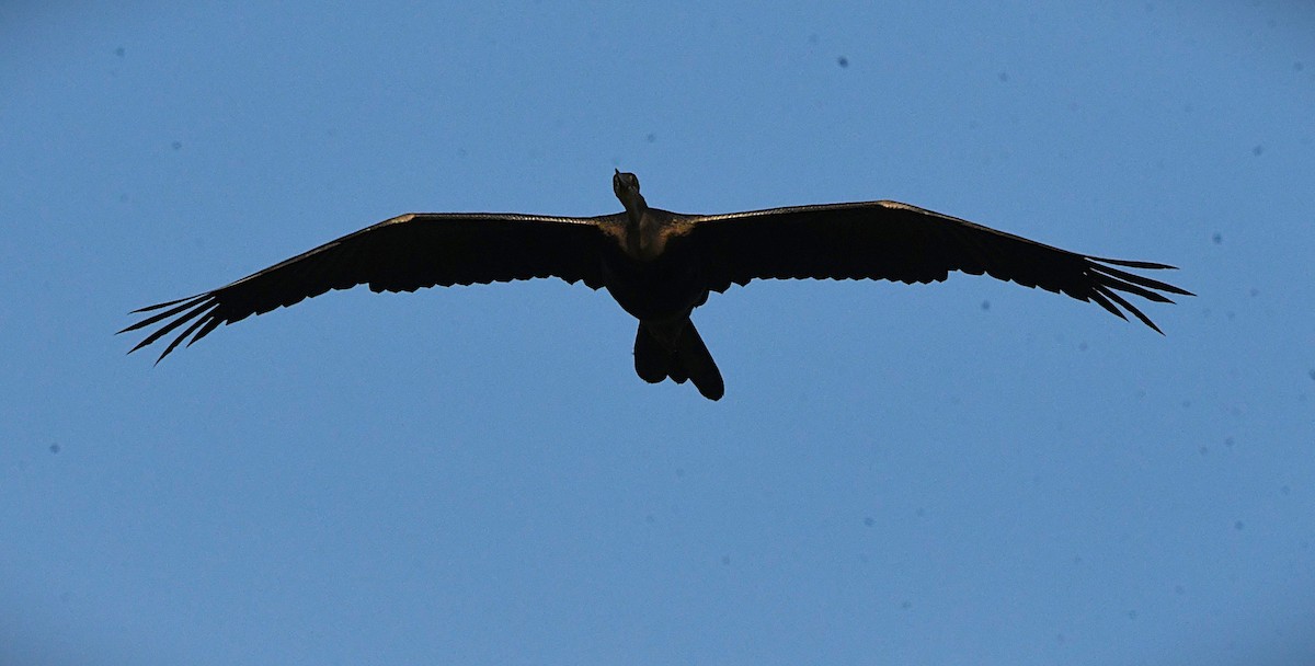 Doğu Yılanboyunu - ML645488639