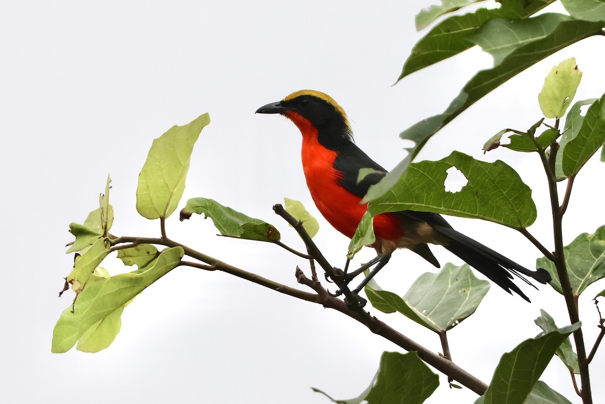 Гонолек червоний - ML645488641