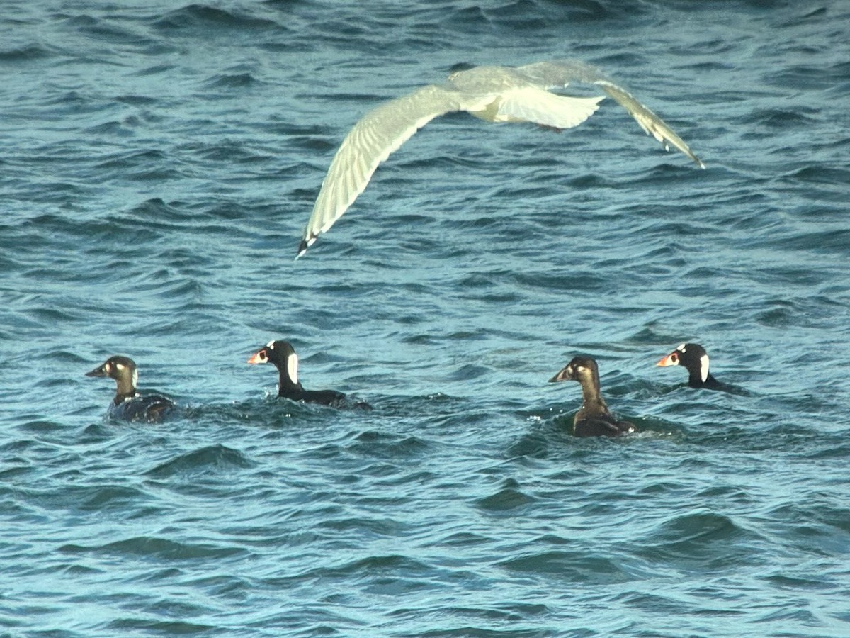 Surf Scoter - ML645488645