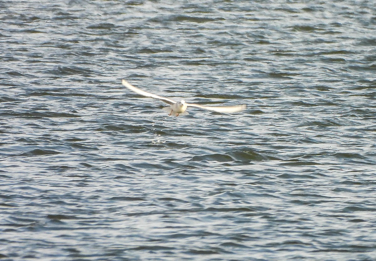 Bonaparte's Gull - ML645488649