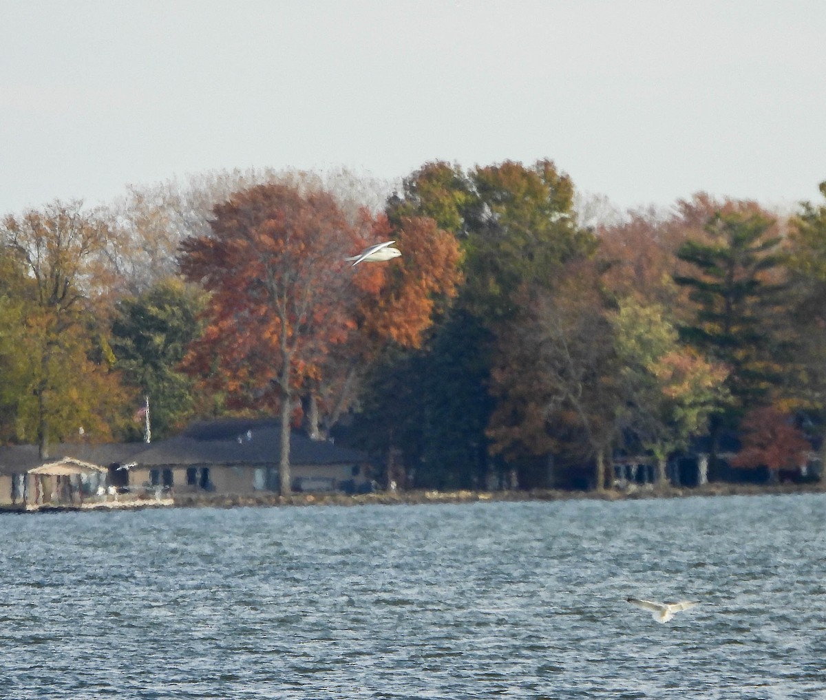 Bonaparte's Gull - ML645488651