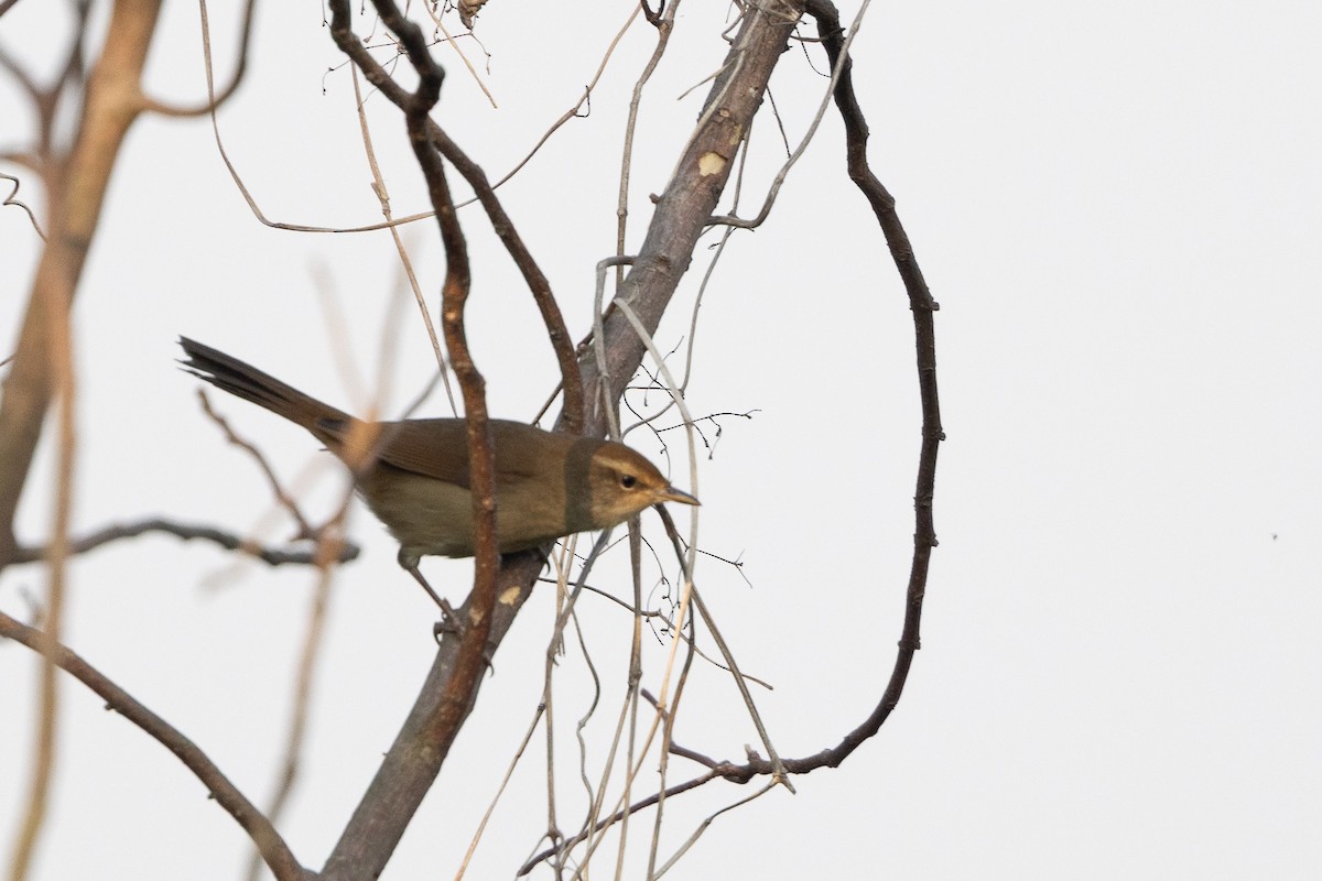 Manchurian Bush Warbler - ML645488659