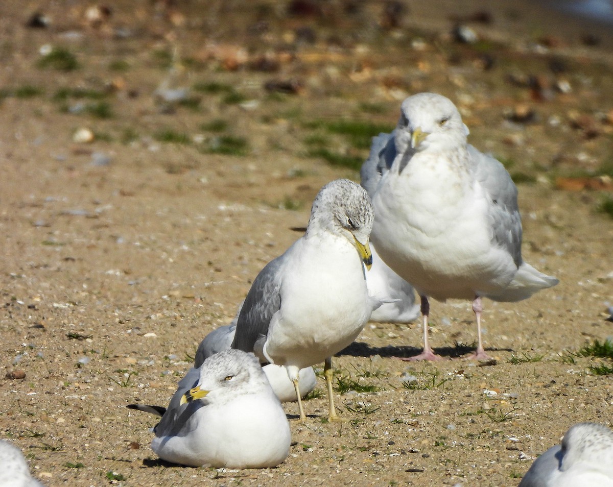 Ring-billed Gull - ML645488660