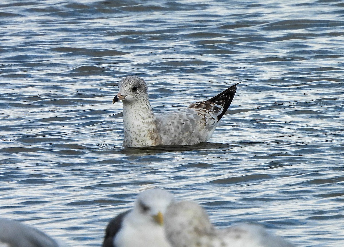 Ring-billed Gull - ML645488661
