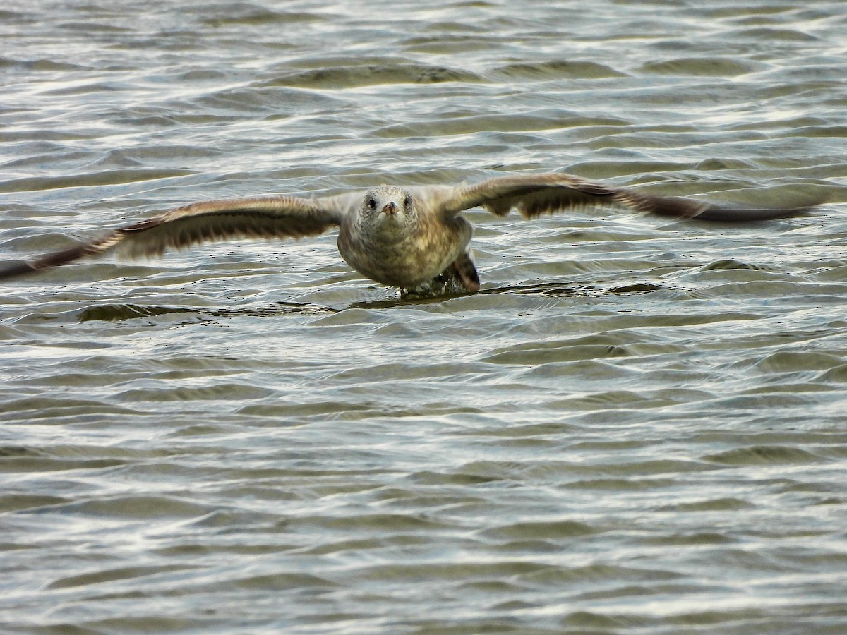Ring-billed Gull - ML645488662