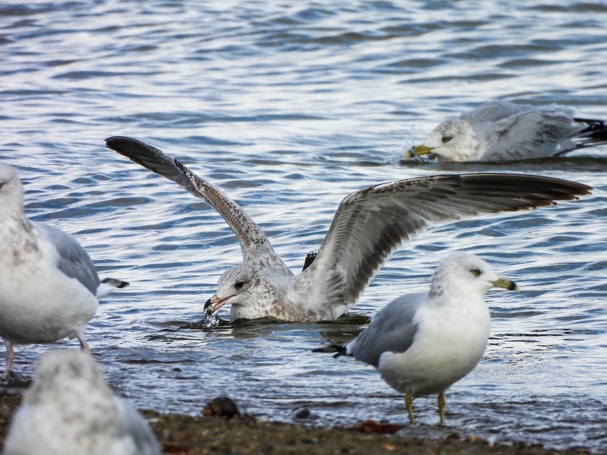 Ring-billed Gull - ML645488663