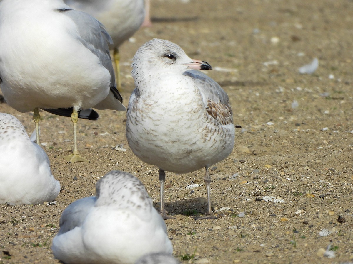Ring-billed Gull - ML645488664