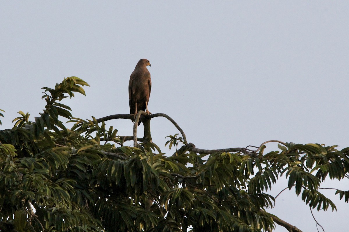 Саванный крабоед - ML645488669