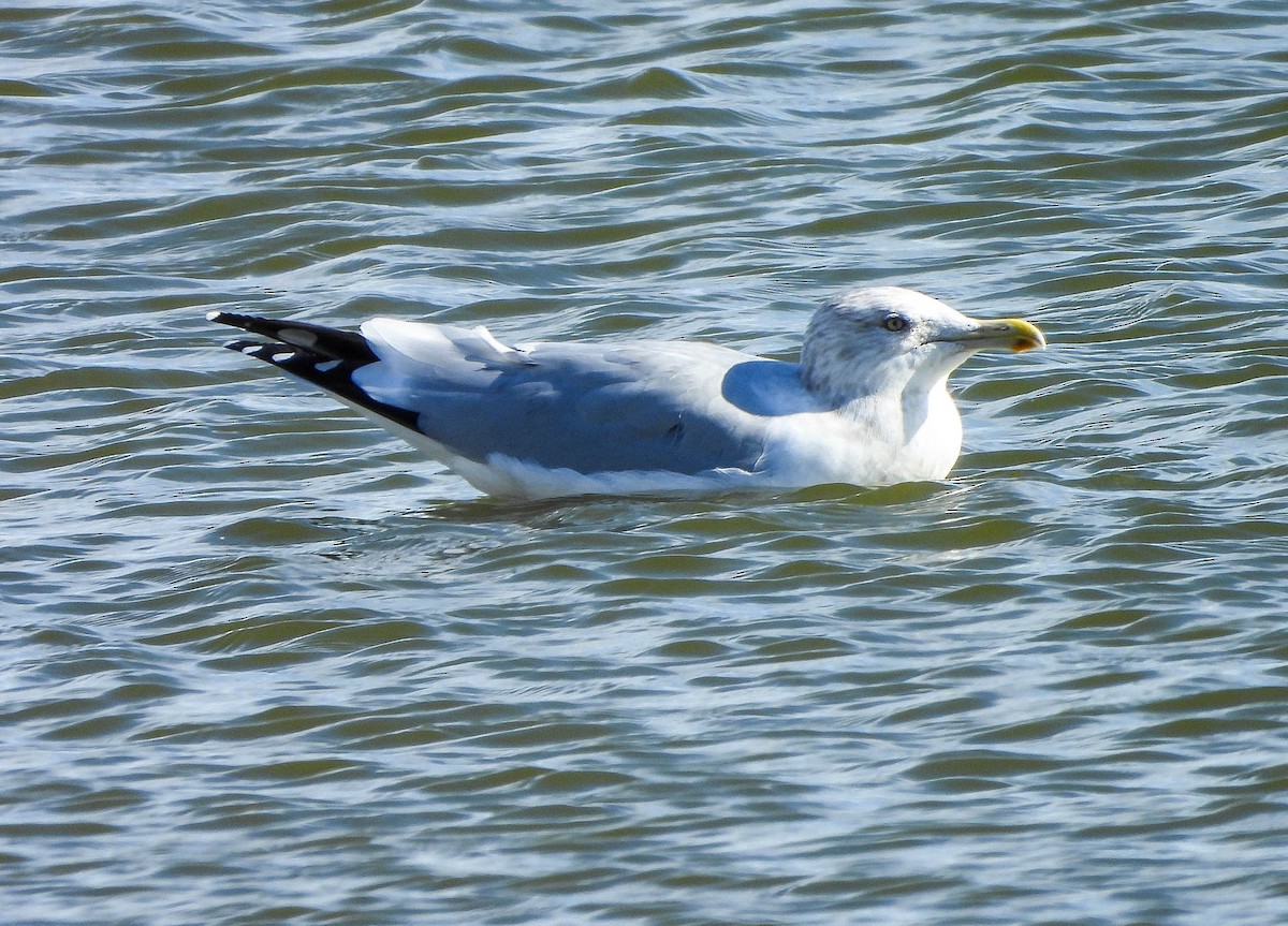 American Herring Gull - ML645488671