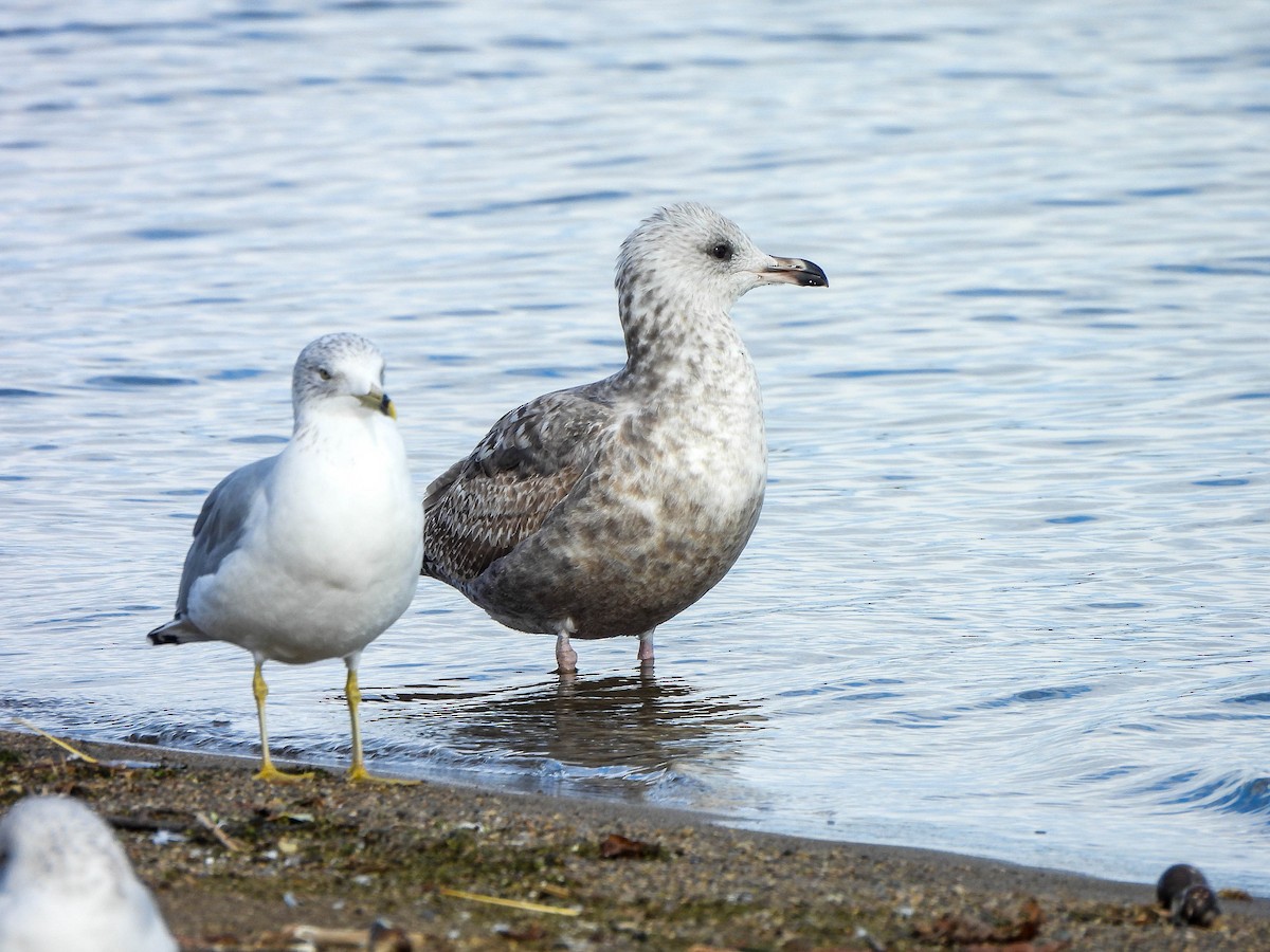 American Herring Gull - ML645488674