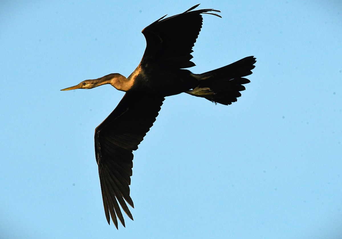 Doğu Yılanboyunu - ML645488677