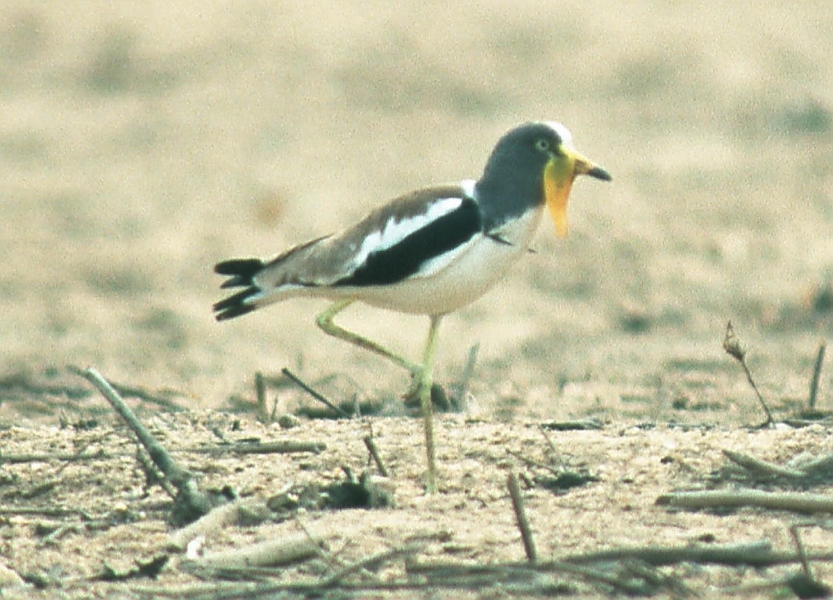 White-crowned Lapwing - ML645488683