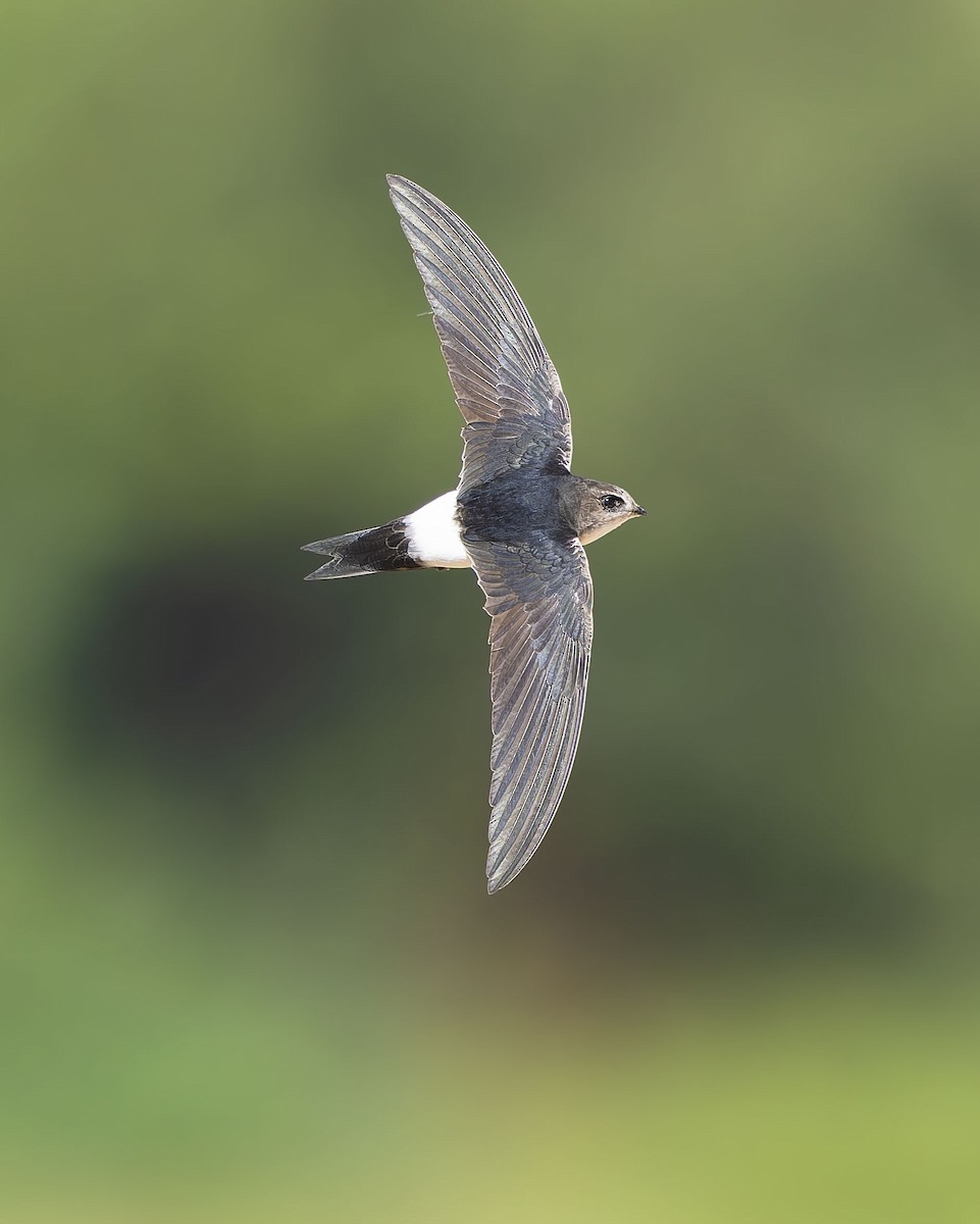 Vencejo Horus - ML645488687