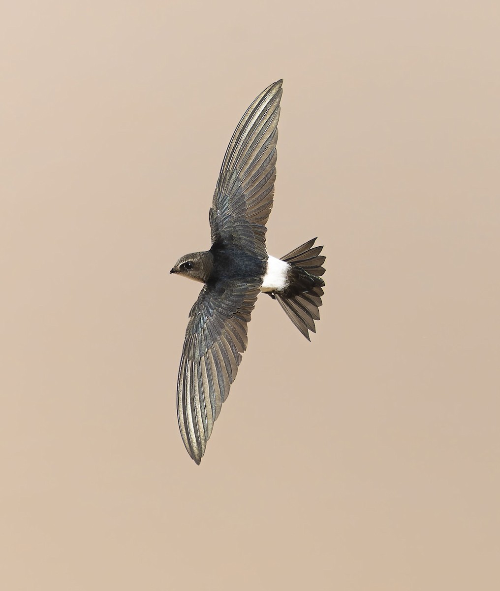 Vencejo Horus - ML645488688