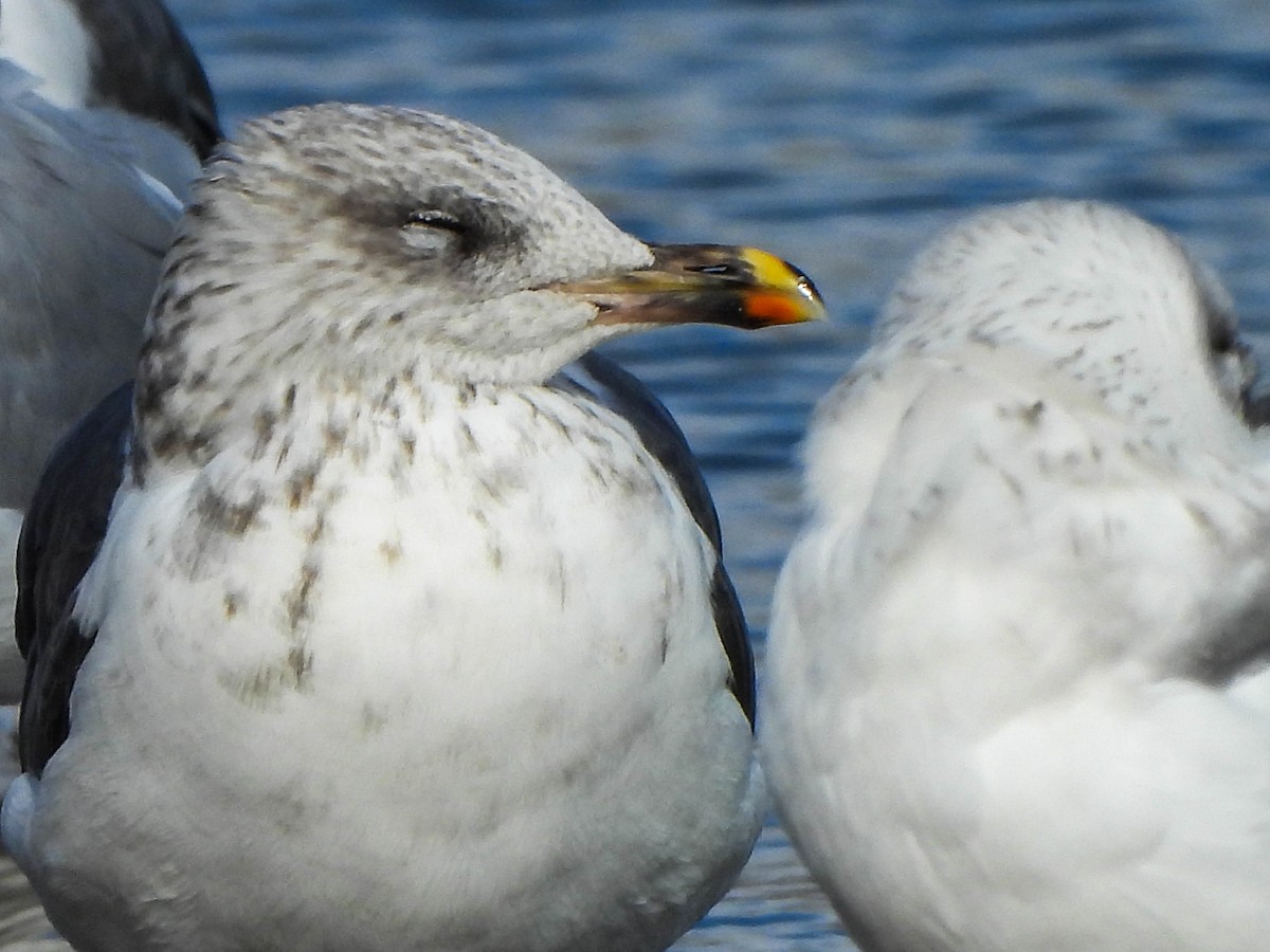 Zafferano - ML645488707