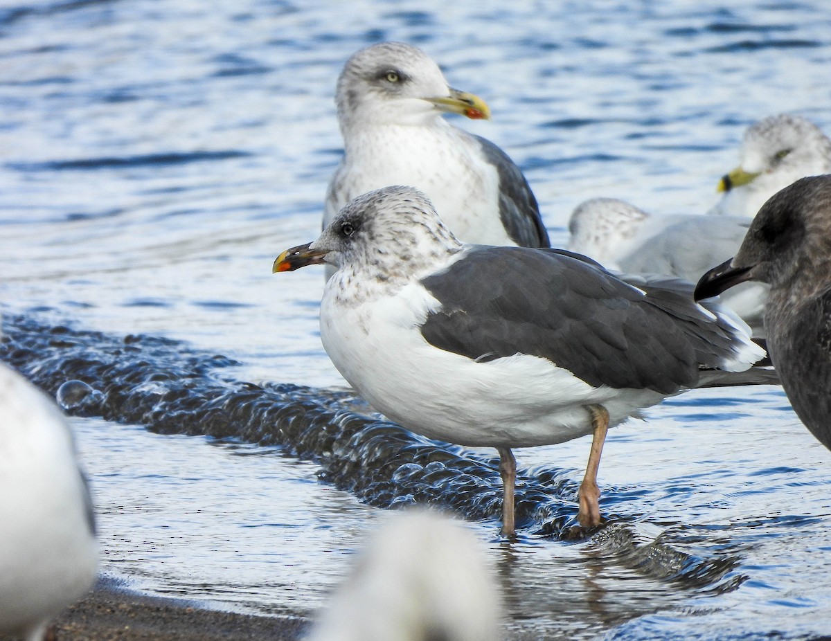 Zafferano - ML645488708