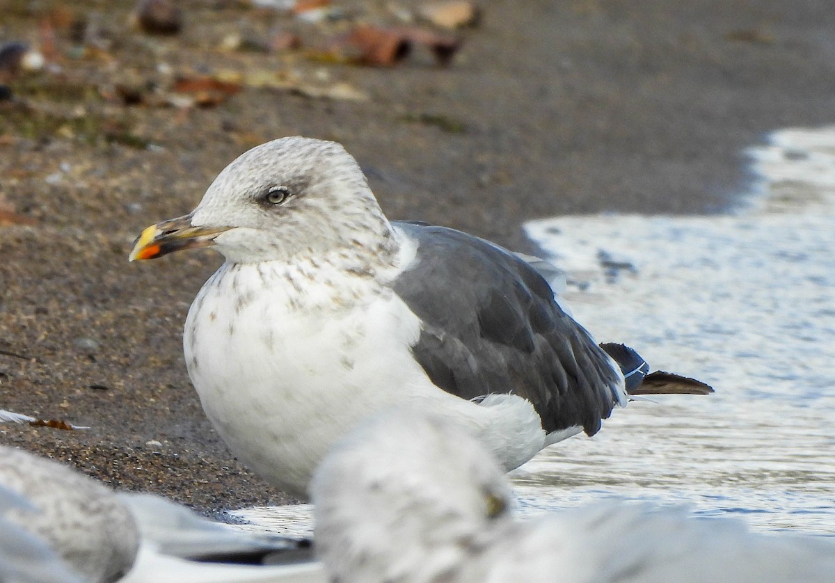 Zafferano - ML645488709