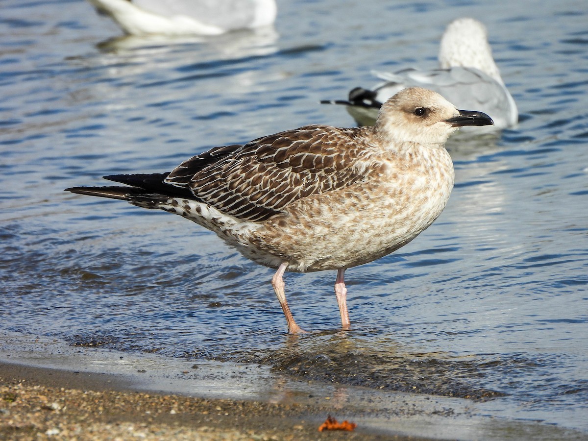 Zafferano - ML645488713