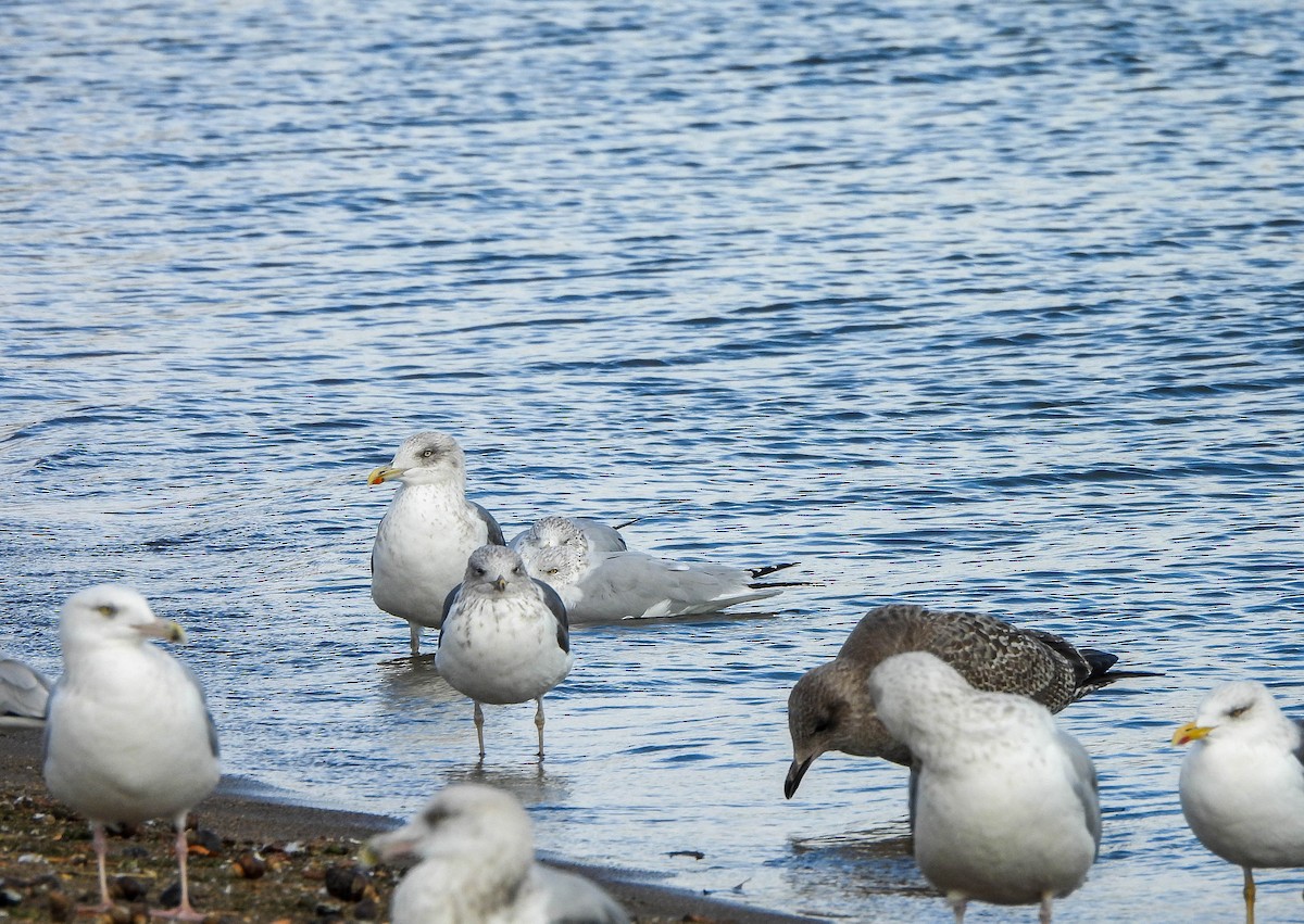 Zafferano - ML645488714