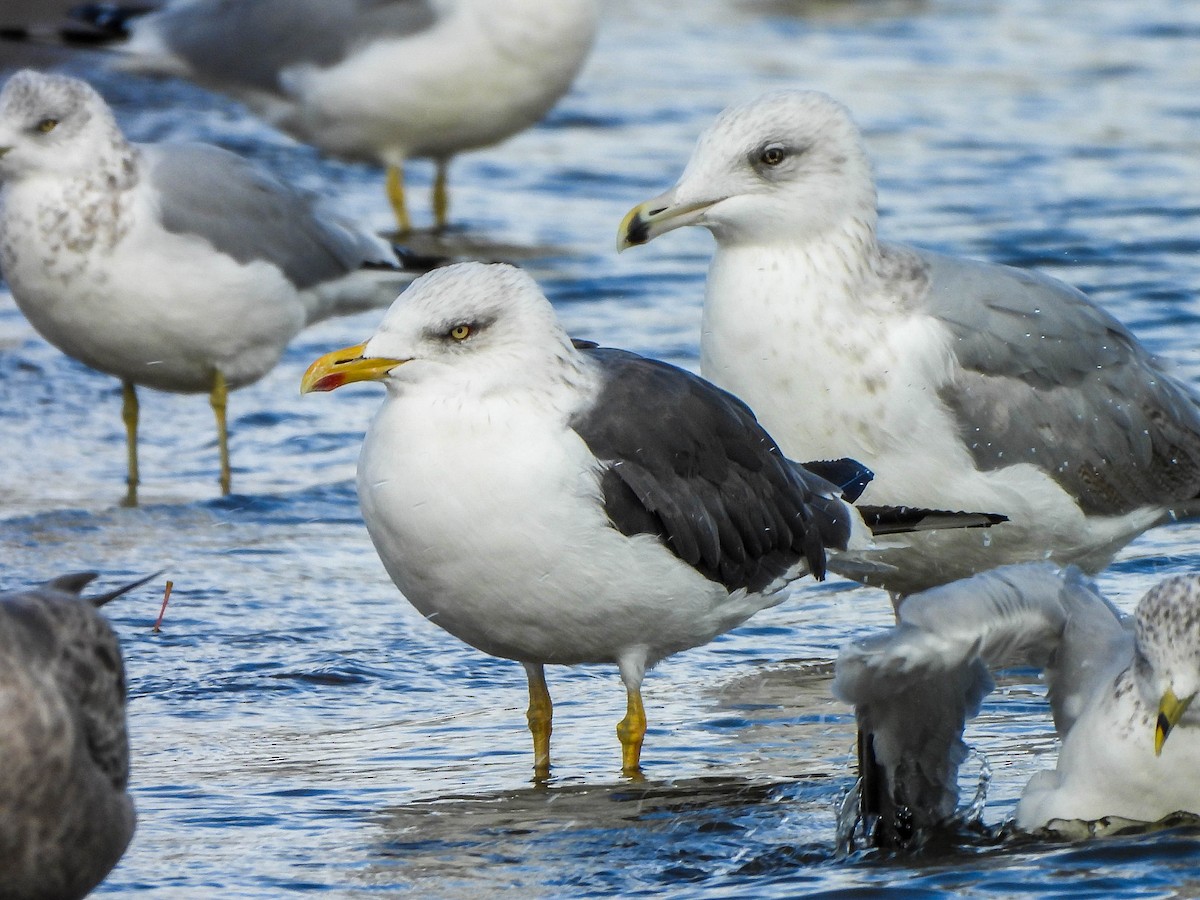 Zafferano - ML645488715