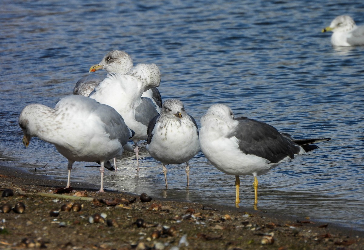 Zafferano - ML645488718