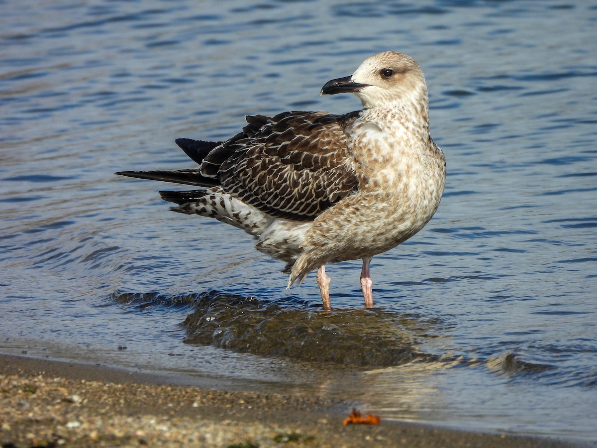 Zafferano - ML645488719