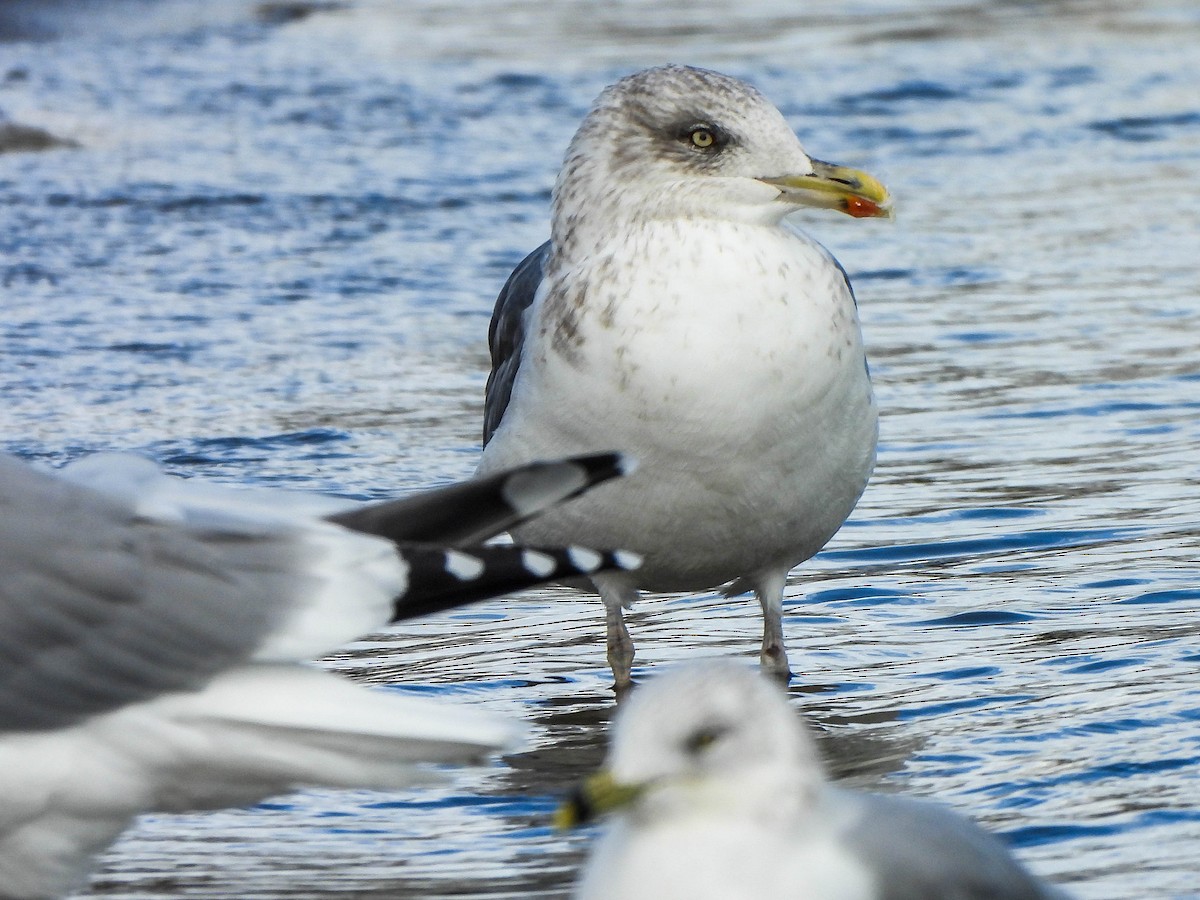 Zafferano - ML645488721