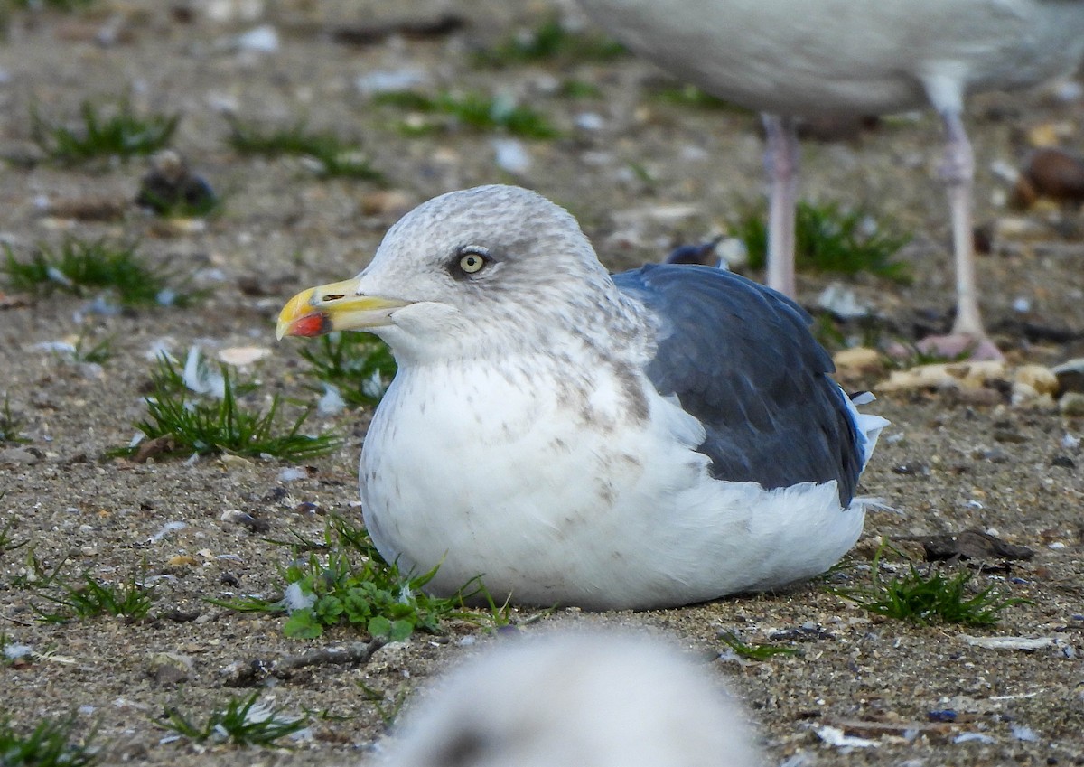 Zafferano - ML645488722