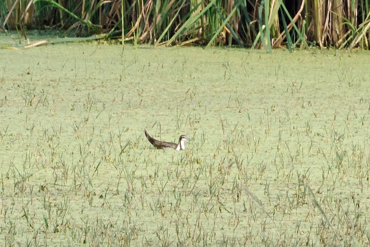 Pheasant-tailed Jacana - ML645488724