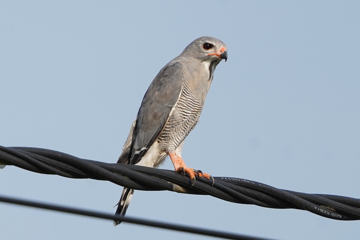Lizard Buzzard - ML645488726